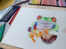 The frog is completely drawn, but the background and the branch it is sitting on are still missing.